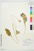登錄號:S232760藏品圖，第1張