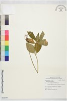 登錄號:S232761藏品圖，第1張
