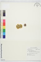 登錄號:S232763藏品圖，第1張