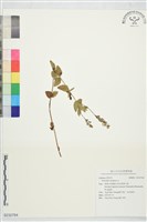 登錄號:S232764藏品圖，第1張