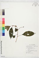 柏拉木藏品圖，第1張