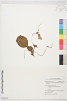 中華報春苣苔藏品圖，第1張