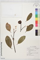 茶、茗、烏龍茶藏品圖，第1張