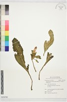 中華報春苣苔藏品圖，第1張
