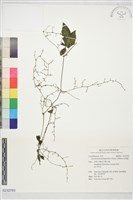 絞股藍藏品圖，第1張