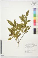 柘樹藏品圖，第1張