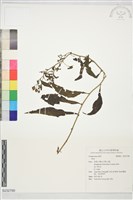 登錄號:S232790藏品圖，第1張