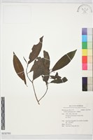 小葉樹杞藏品圖，第1張