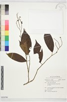 黃毛五月茶藏品圖，第1張
