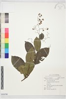 錫葉藤藏品圖，第1張