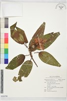 毛菍、毛野牡丹藏品圖，第1張