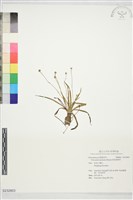 南投穀精草藏品圖，第1張