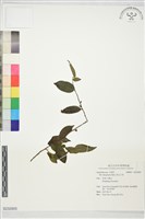 黃毛冬青藏品圖，第1張