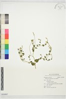 齒果草藏品圖，第1張