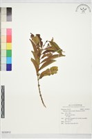 狗骨柴藏品圖，第1張