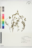 登錄號:S232815藏品圖，第1張