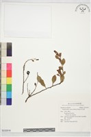 寄生藤藏品圖，第1張