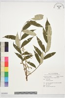 裡白漆藏品圖，第1張