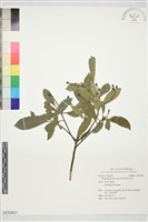 細葉石斑木藏品圖，第1張