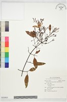 披針葉茉莉花藏品圖，第1張