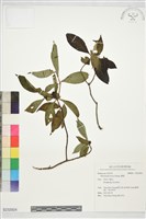 楠藤藏品圖，第1張