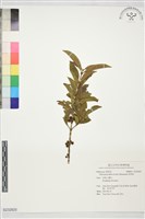 狗骨柴藏品圖，第1張