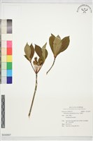 吊鐘花藏品圖，第1張