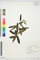 登錄號:S232828藏品圖，第1張