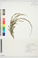 崗松藏品圖，第1張