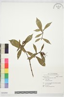 山黃梔藏品圖，第1張