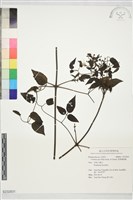 裂葉鐵線蓮藏品圖，第1張