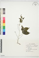 裂葉鐵線蓮藏品圖，第1張