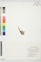 小葉白點蘭藏品圖，第1張