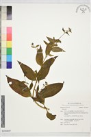 登錄號:S232837藏品圖，第1張