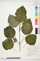 登錄號:S232838藏品圖，第1張
