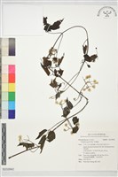 串鼻龍藏品圖，第1張