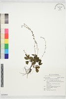托葉龍芽草藏品圖，第1張
