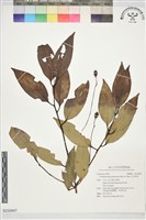 日本香桂藏品圖，第1張