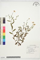 裂葉馬蘭藏品圖，第1張