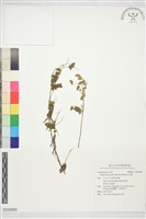 馬棘藏品圖，第1張