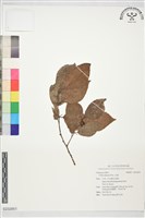 朴樹藏品圖，第1張