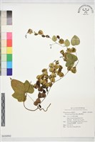 纖細薯蕷藏品圖，第1張