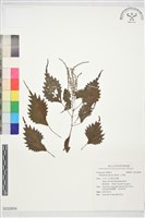 小赤麻藏品圖，第1張