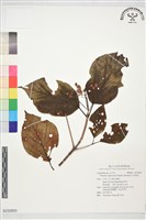 日本莢迷藏品圖，第1張