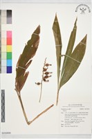 登錄號:S232856藏品圖，第1張