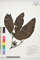 東瀛珊瑚藏品圖，第1張