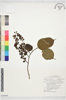 早生旌節花藏品圖，第1張