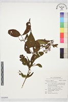 登錄號:S232859藏品圖，第1張