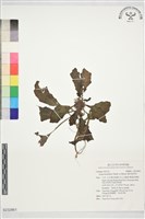 匍伏筋骨草藏品圖，第1張