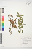 登錄號:S232866藏品圖，第1張